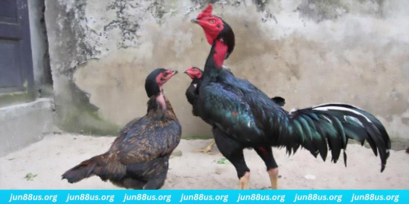 mcw678 casino hồ tràm có cho người việt vào không