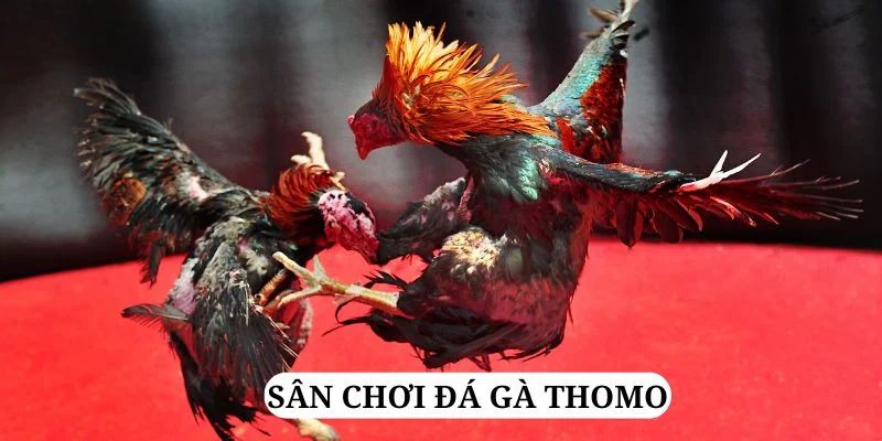 mcw678 trực tiếp xổ số miền bắc
